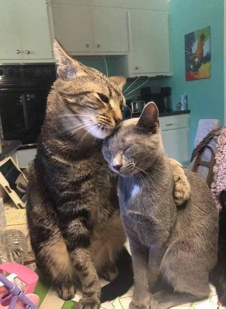 cats
