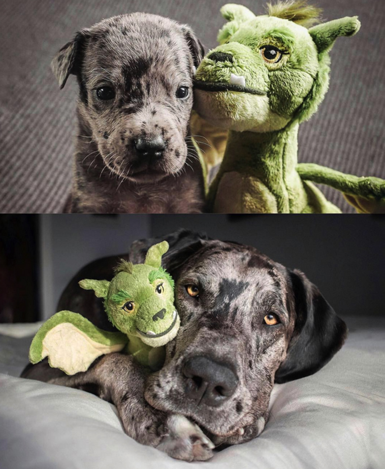 dogs