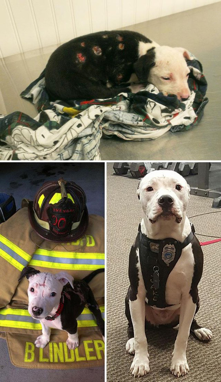 dogs
