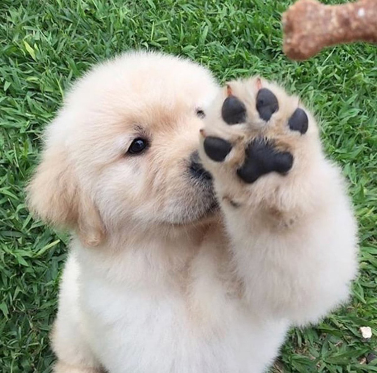 dogs