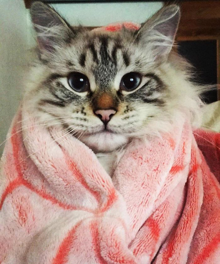 funny-cat-pics-2019