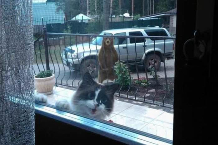 funny-cat-pics-2019