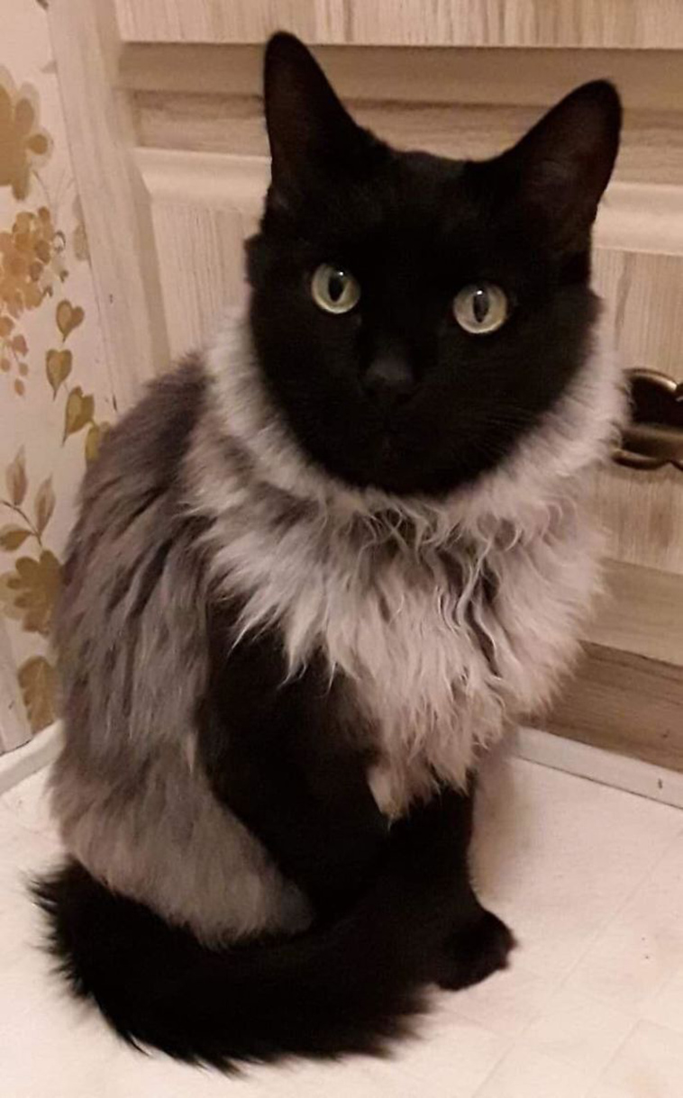 funny-cat-pics-2019
