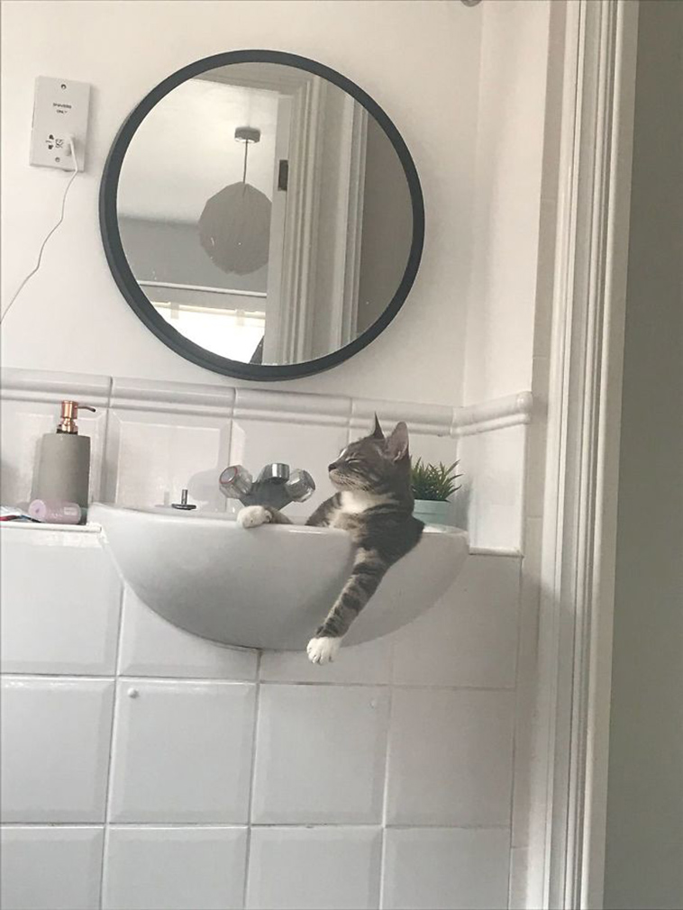 funny-cat-pics-2019