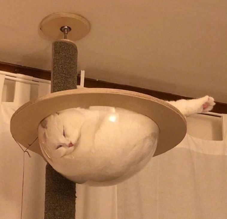 funny-cat-pics-2019