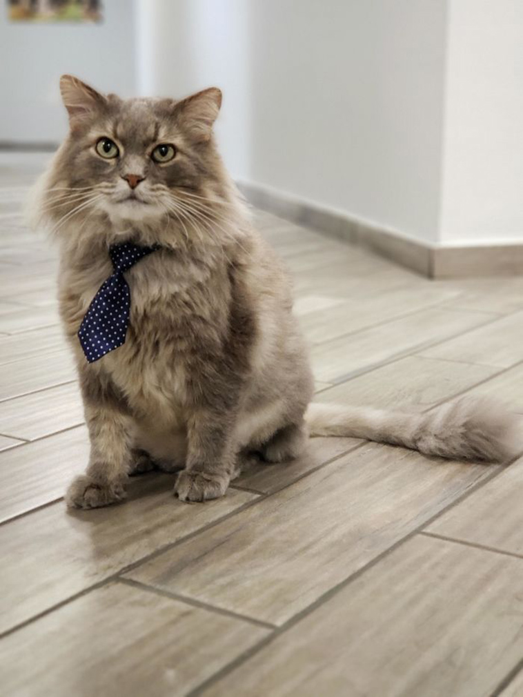 funny-cat-pics-2019