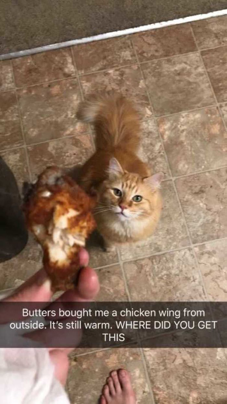 funny-cat-pics-2019