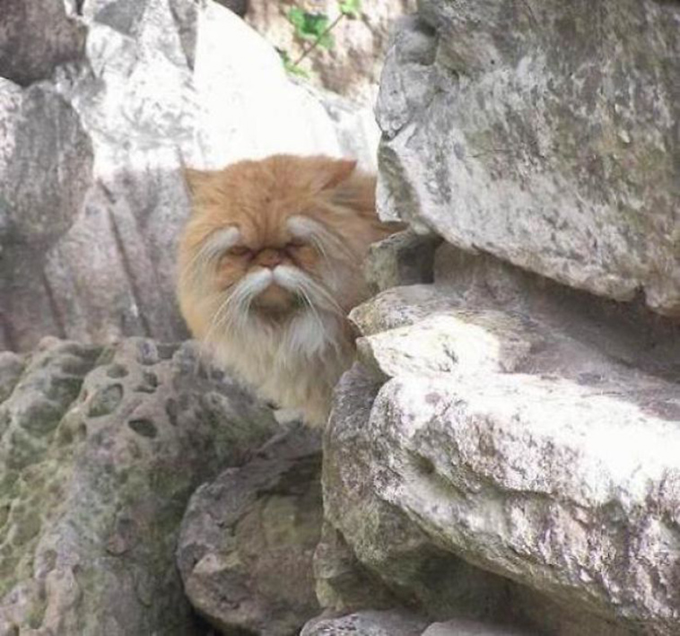funny-cat-pics-2019