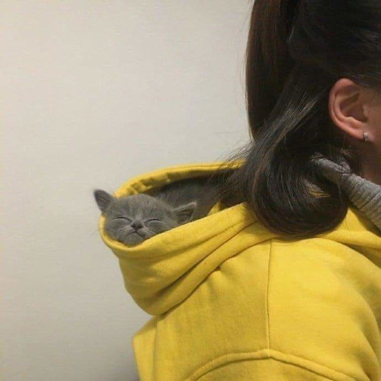 funny-cat-pics-2019