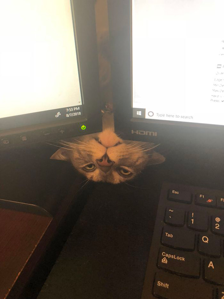 funny-cat-pics-2019