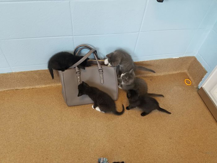 funny-cat-pics-2019