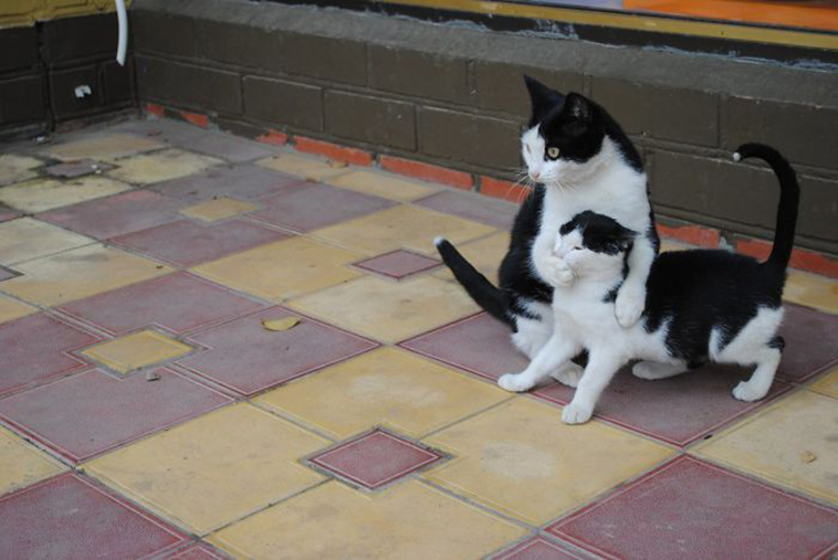 funny-cat-pics-2019