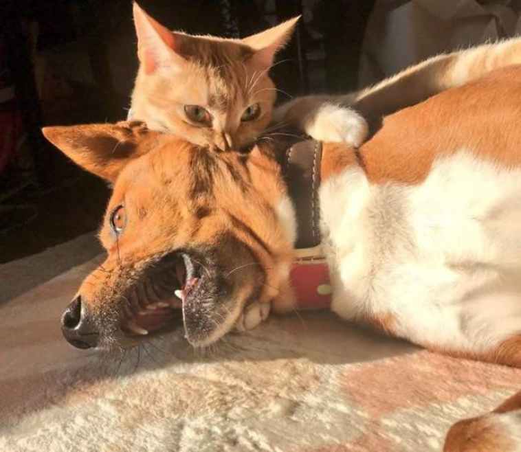 funny-cat-pics-2019