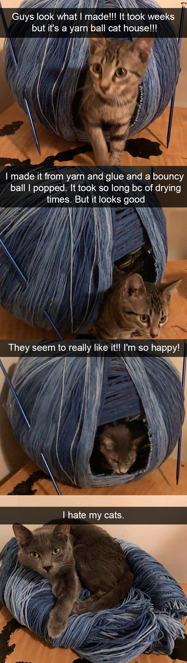 funny-cat-pics-2019