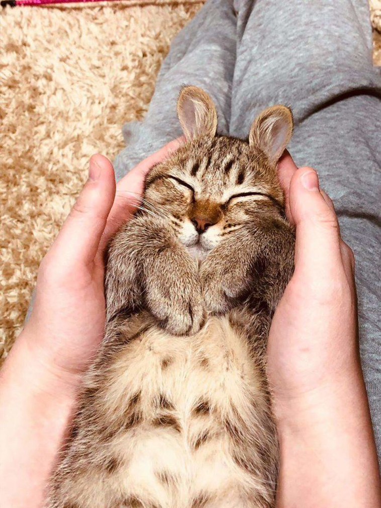 funny-cat-pics-2019