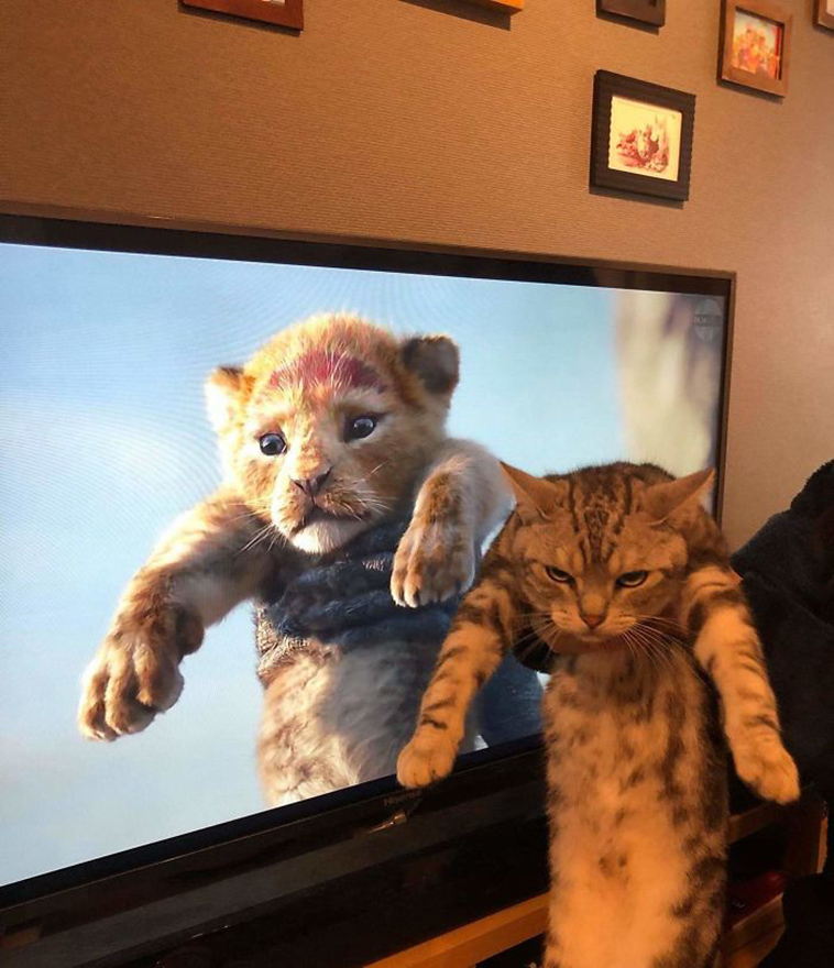 funny-cat-pics-2019