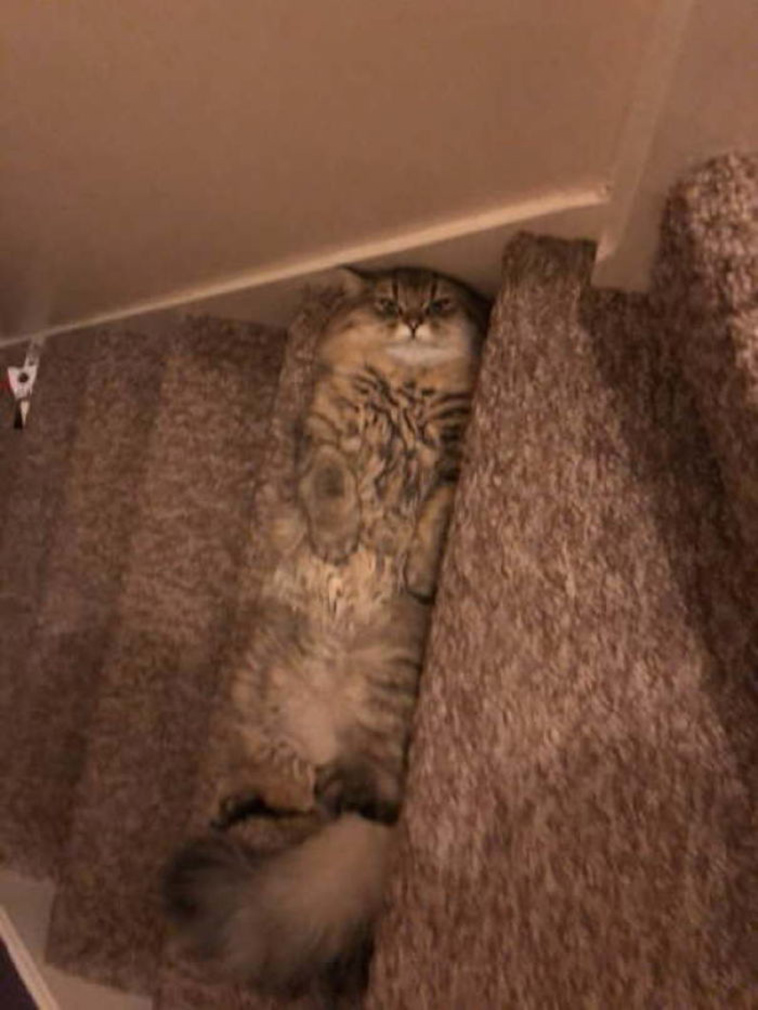 funny-cat-pics-2019