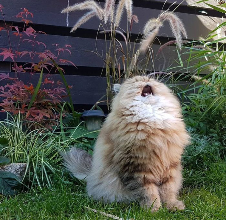 funny-cat-pics-2019