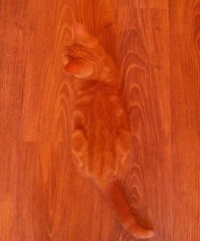 funny-cat-pics-2019