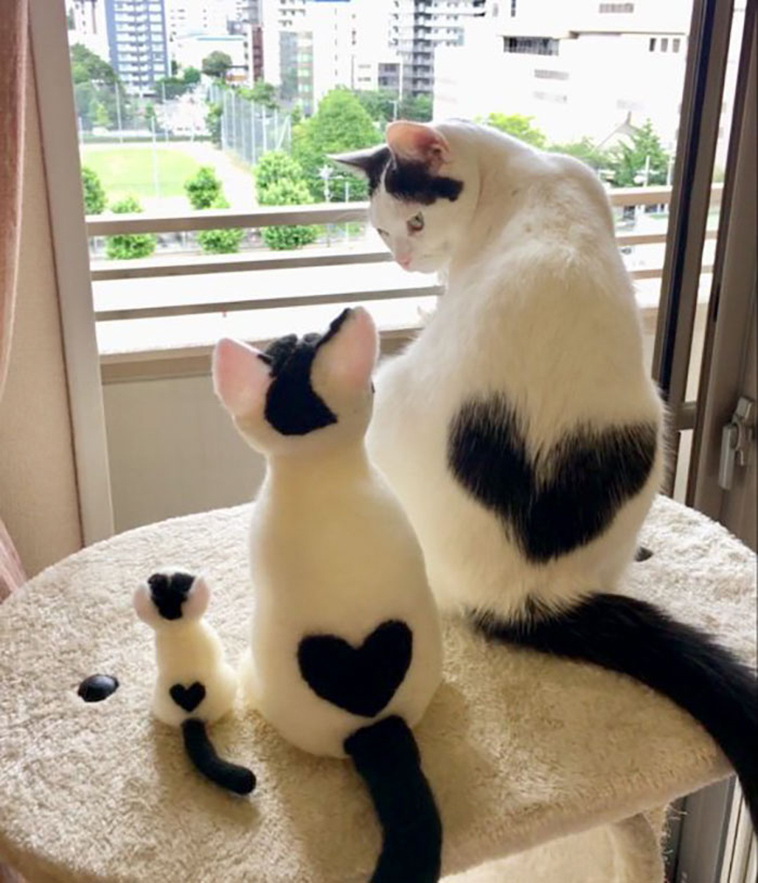 funny-cat-pics-2019