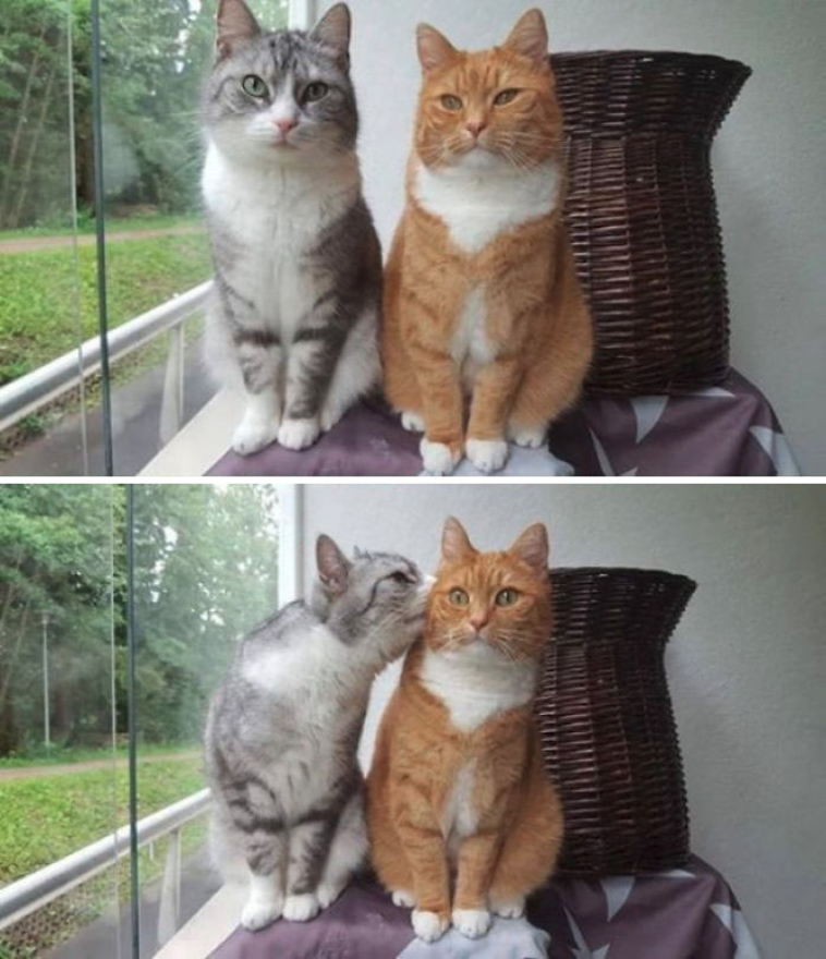 funny-cat-pics-2019