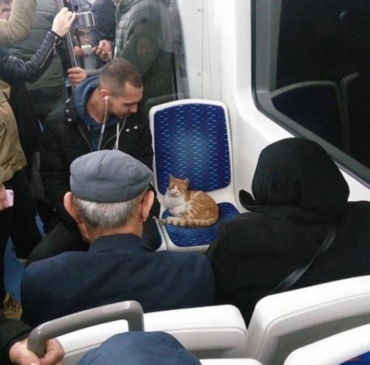 funny-cat-pics-2019