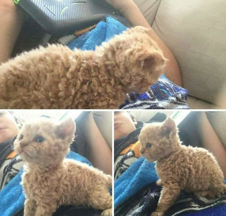 funny-cat-pics-2019