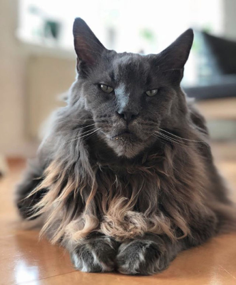 funny-cat-pics-2019