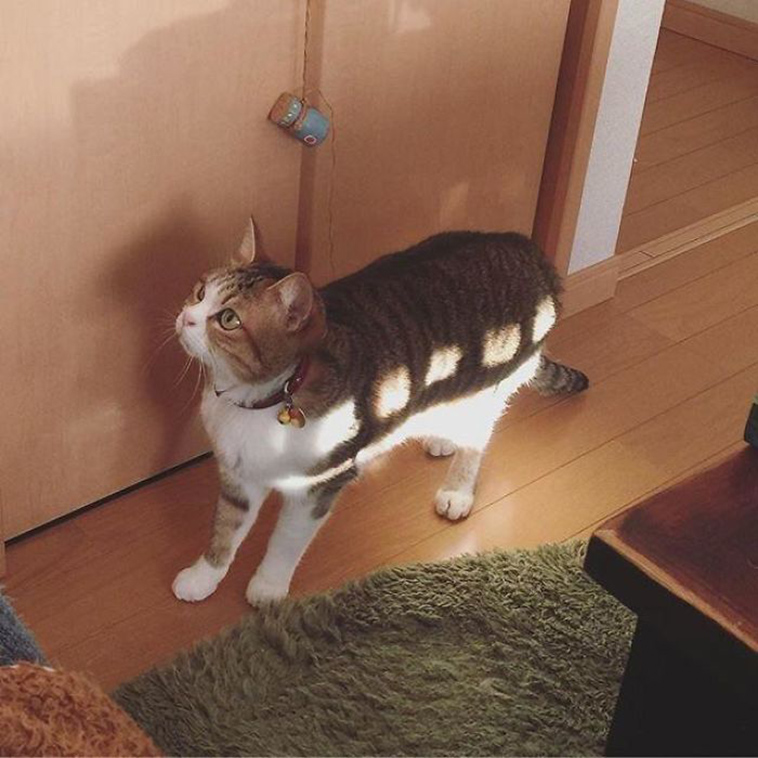 funny-cat-pics-2019