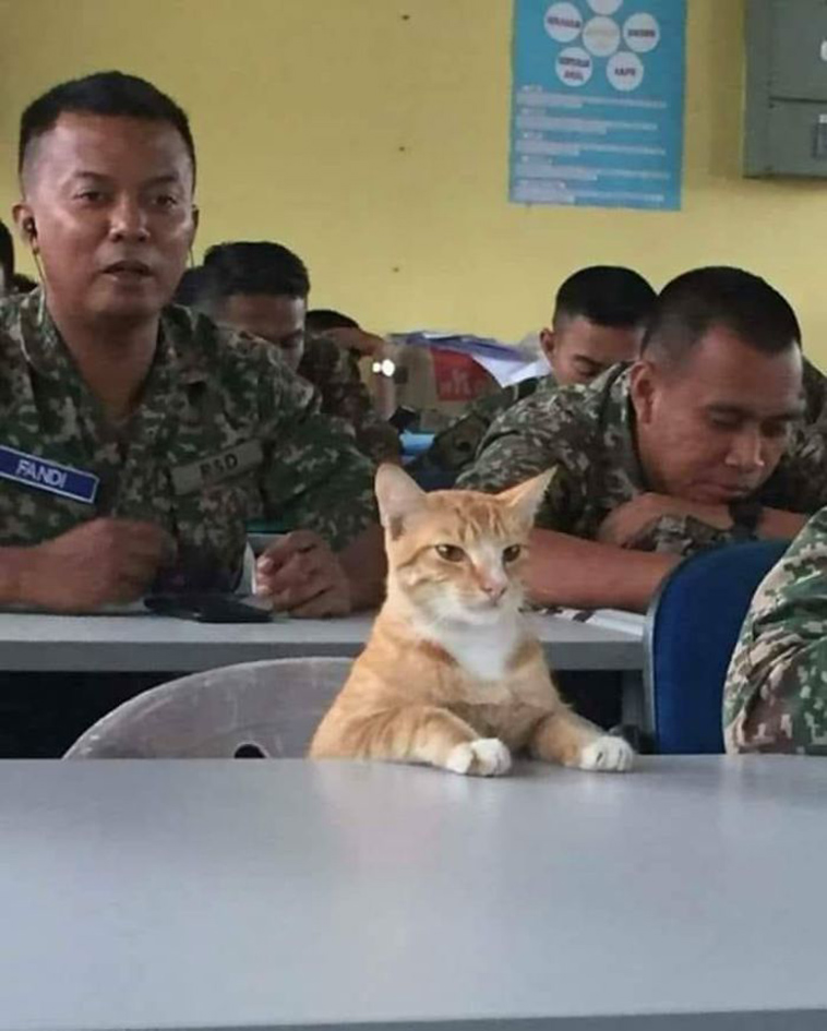 funny-cat-pics-2019