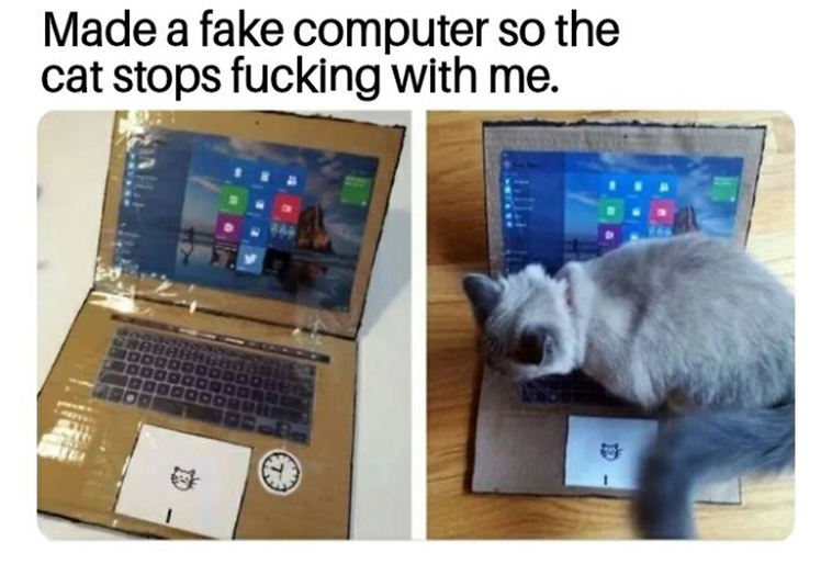 funny-cat-pics-2019