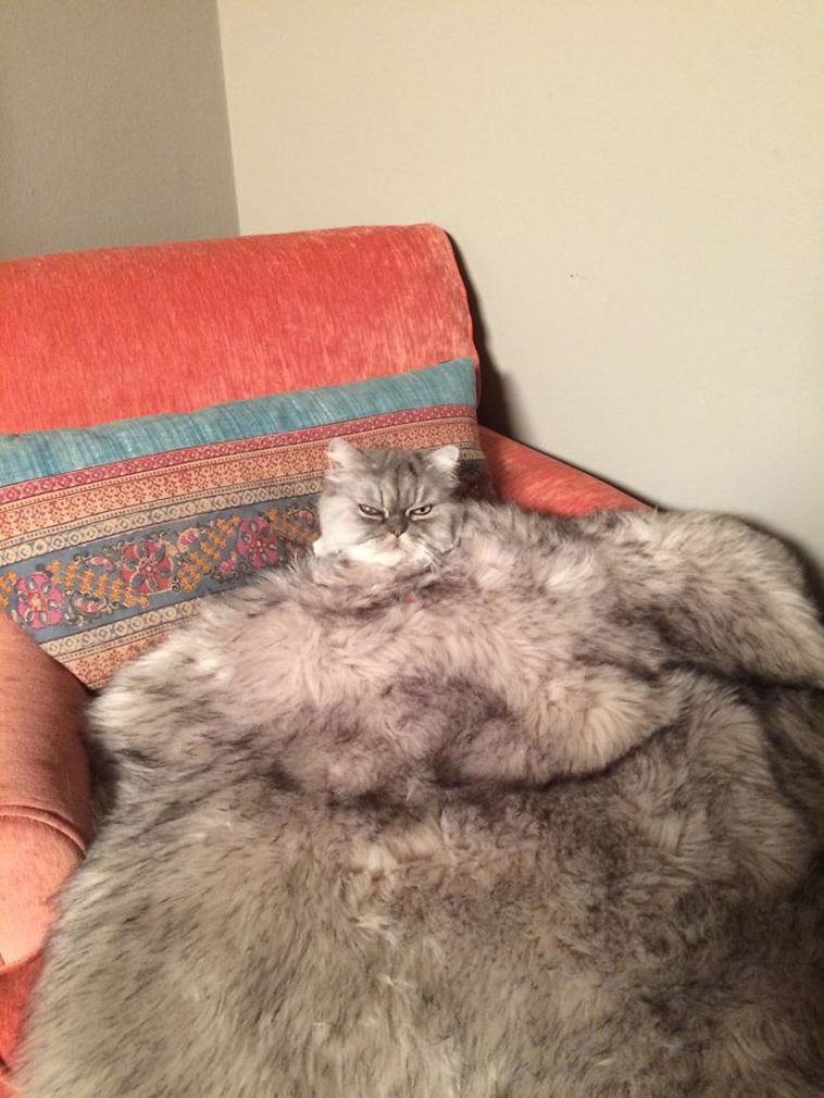 funny-cat-pics-2019