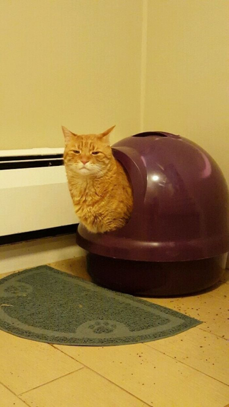 funny-cat-pics-2019
