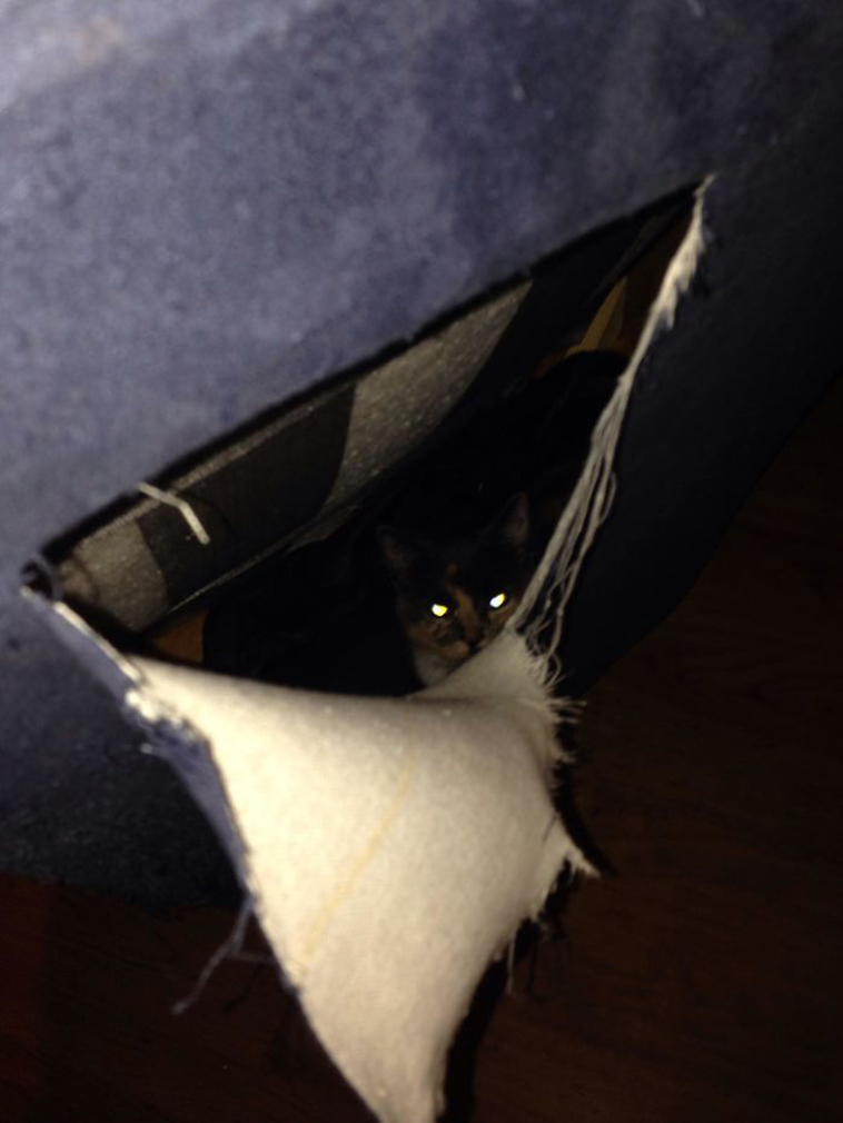 funny-cat-pics-2019
