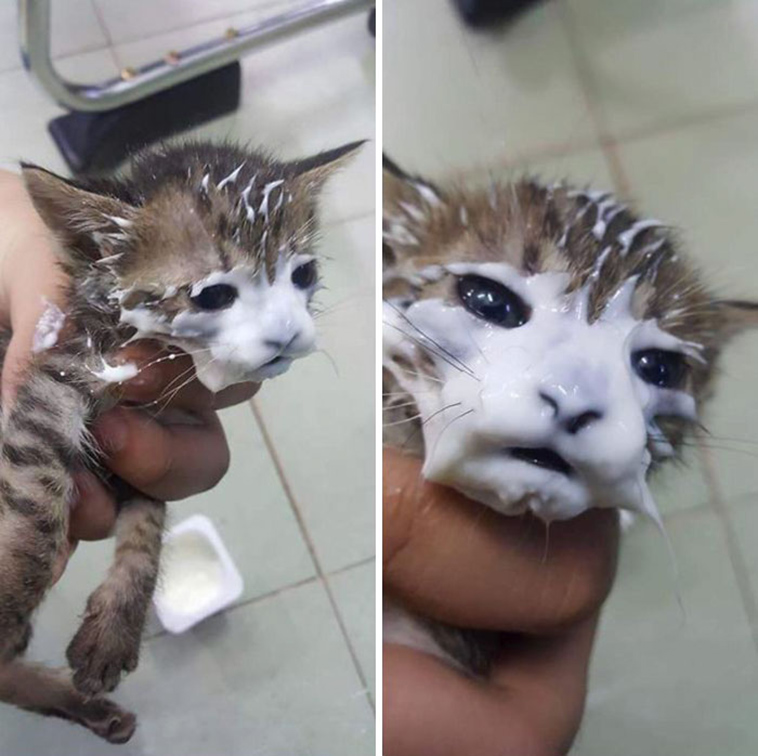funny-cat-pics-2019