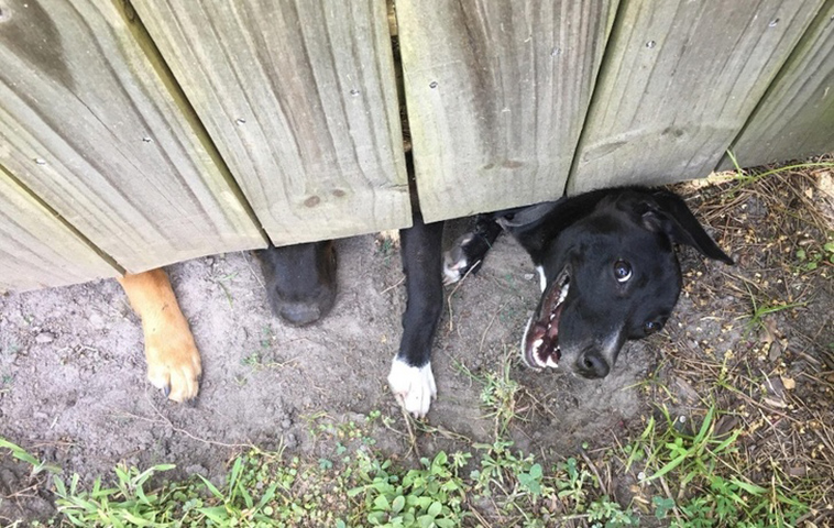 funny dog photos