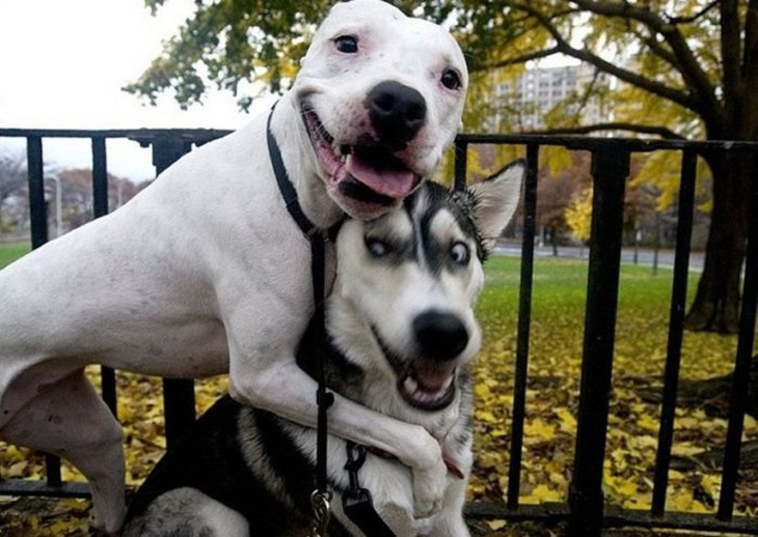 funny dog photos