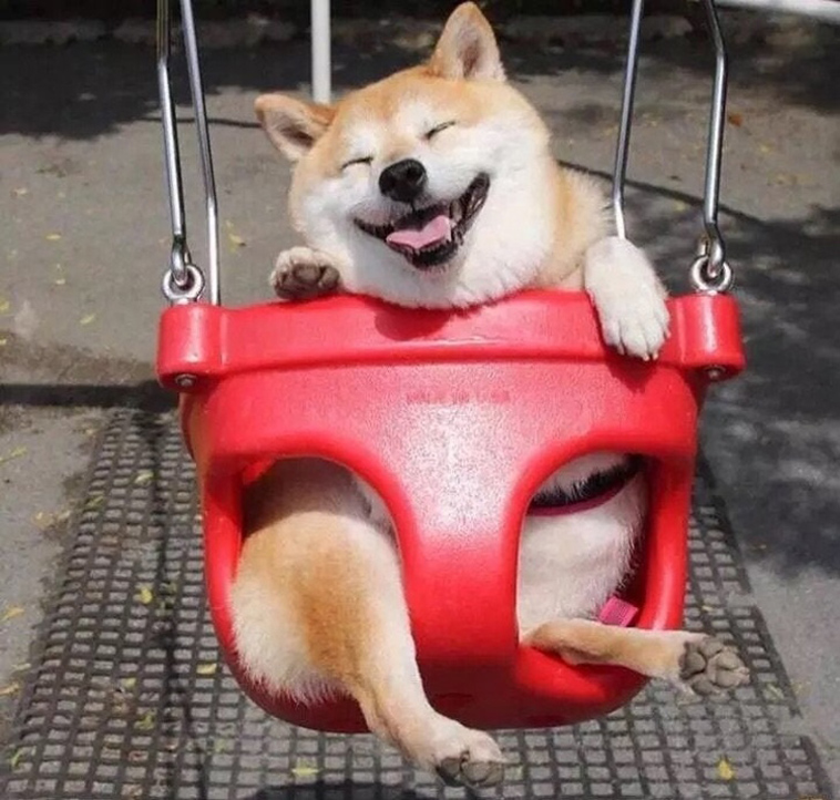 funny dog photos