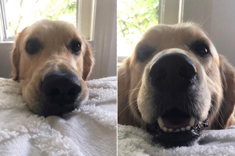 funny dog photos