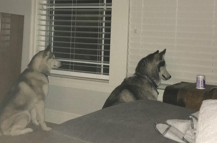 funny dog photos