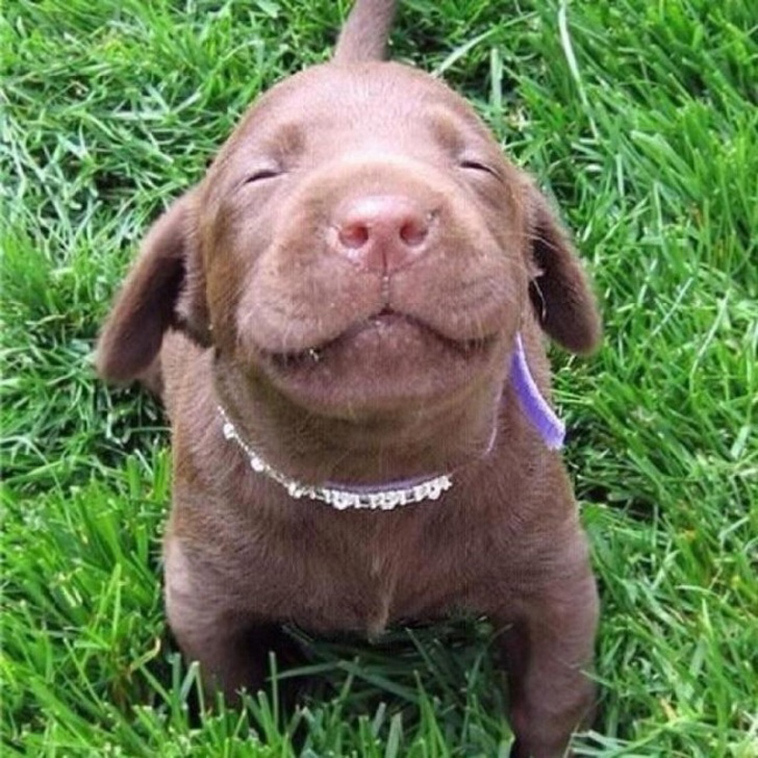 funny dog photos