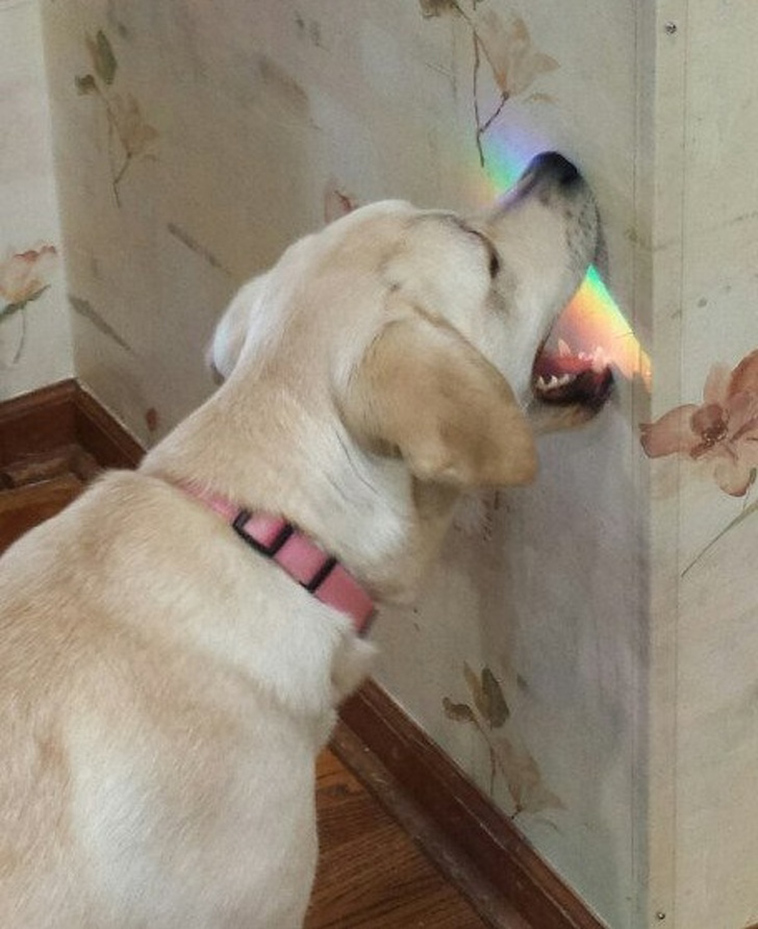 funny dog photos