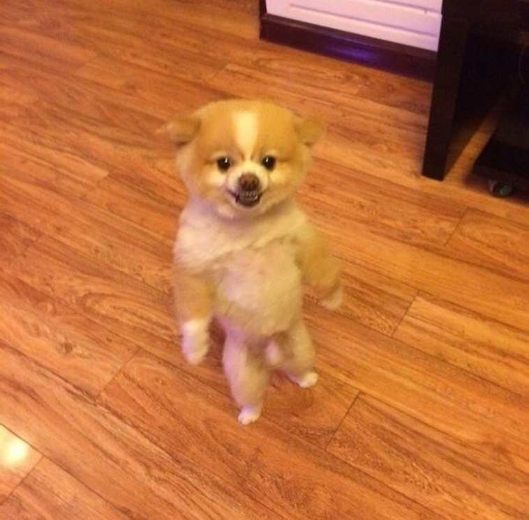 funny dog photos
