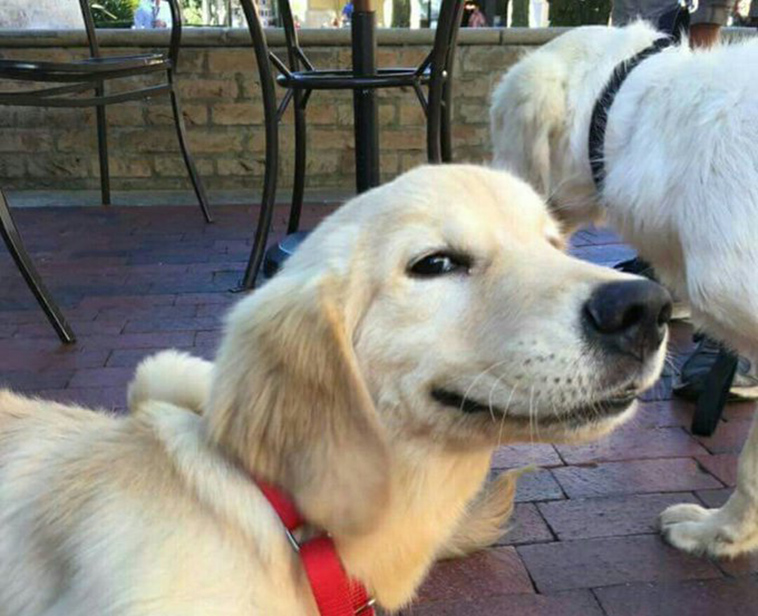 funny dog photos