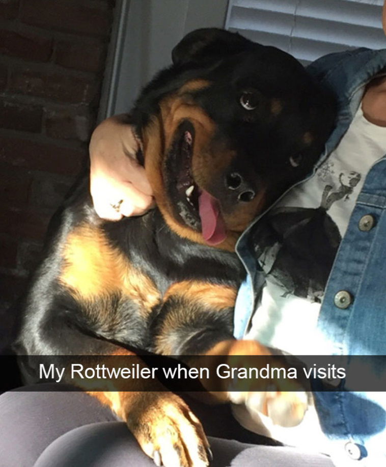 funny dog photos