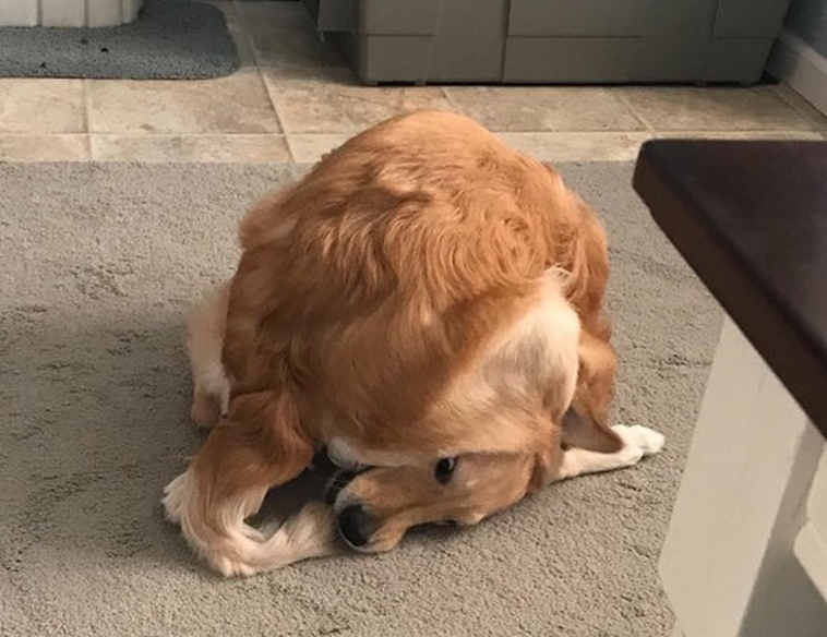 funny dog photos