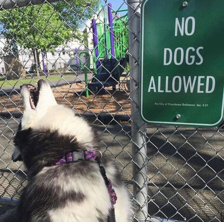 funny dog photos