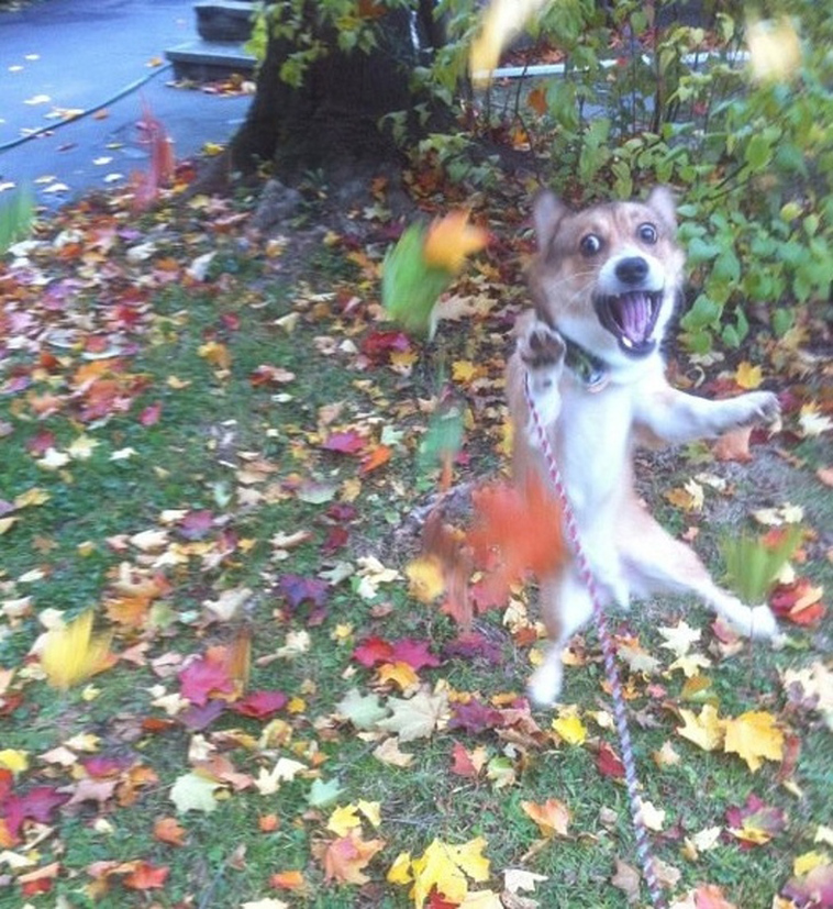 funny dog photos