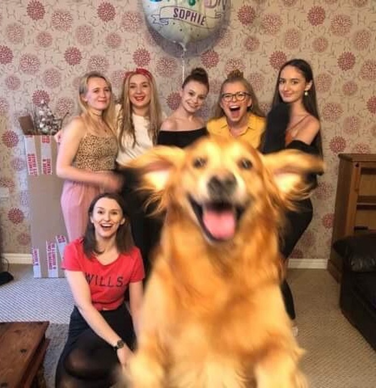 funny dog photos