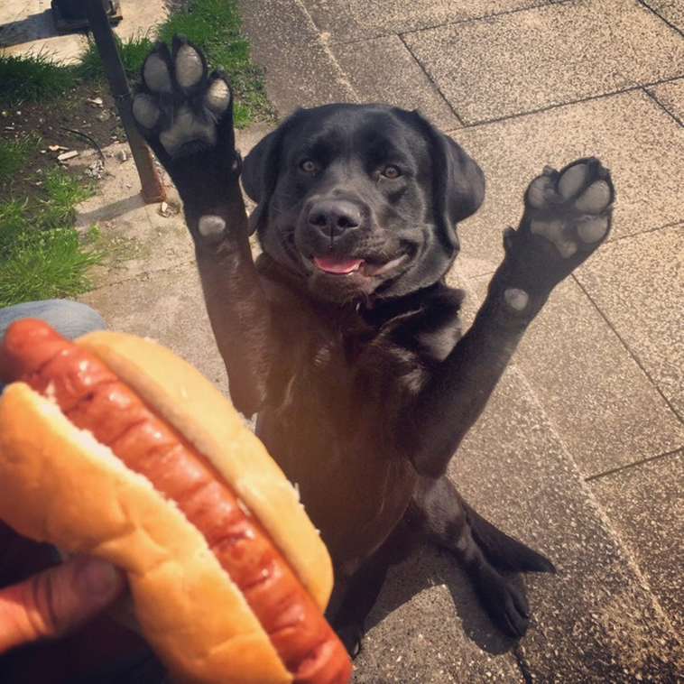 funny dog photos